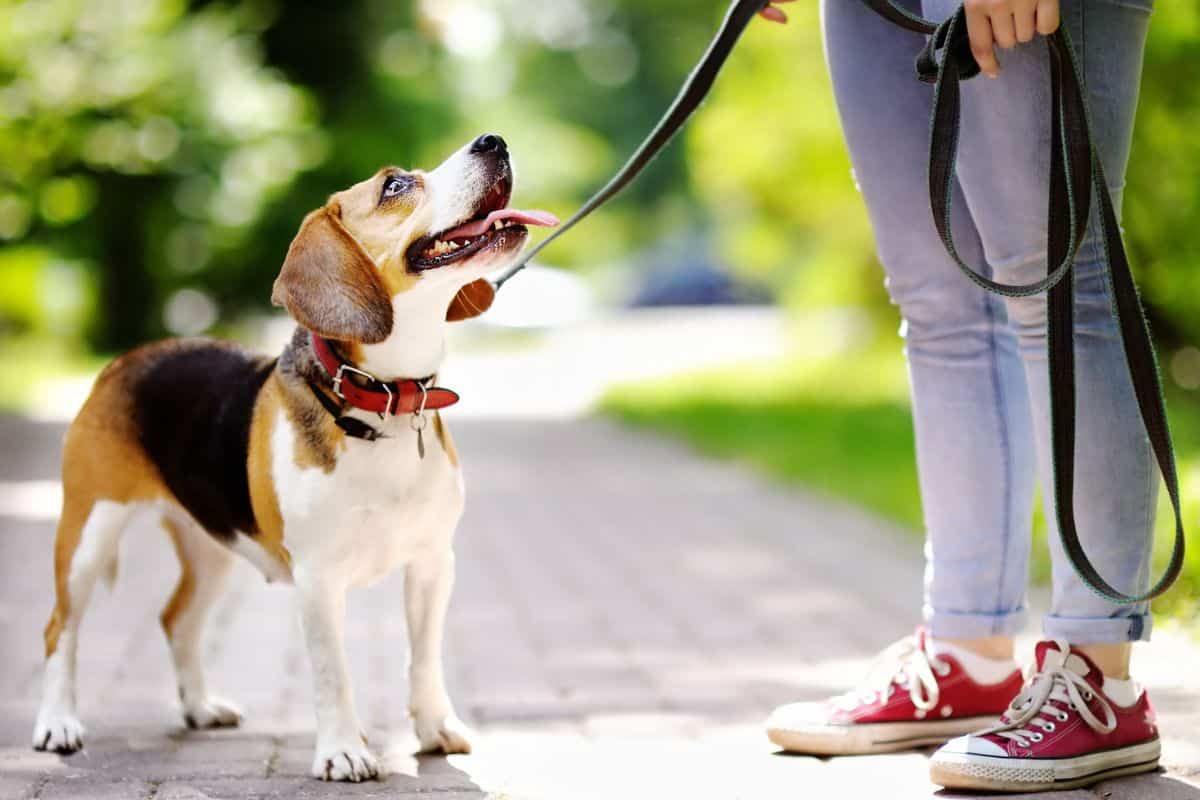 utah dog training school