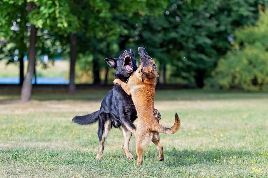 aggressive dog training utah