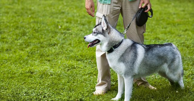 dog training in utah